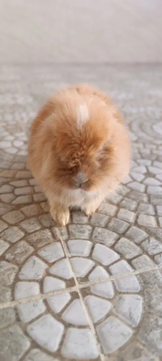 خرگوش لپ|موش و خرگوش|مریوان, |دیوار