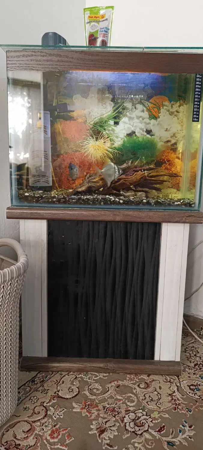 آکواریوم|ماهی|اسلامشهر, شهرک مهدیه|دیوار