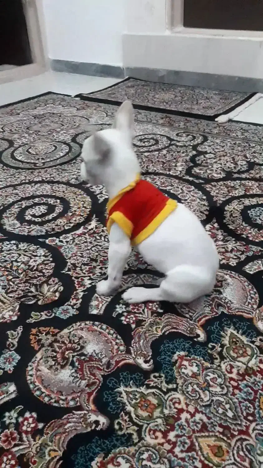 سگ اشپیتز ۷ماه ماده شناسنامه دار|سگ|گلستان (تهران), |دیوار