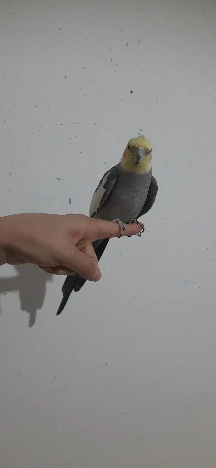 عروس هلندی|پرنده|ساوه, |دیوار