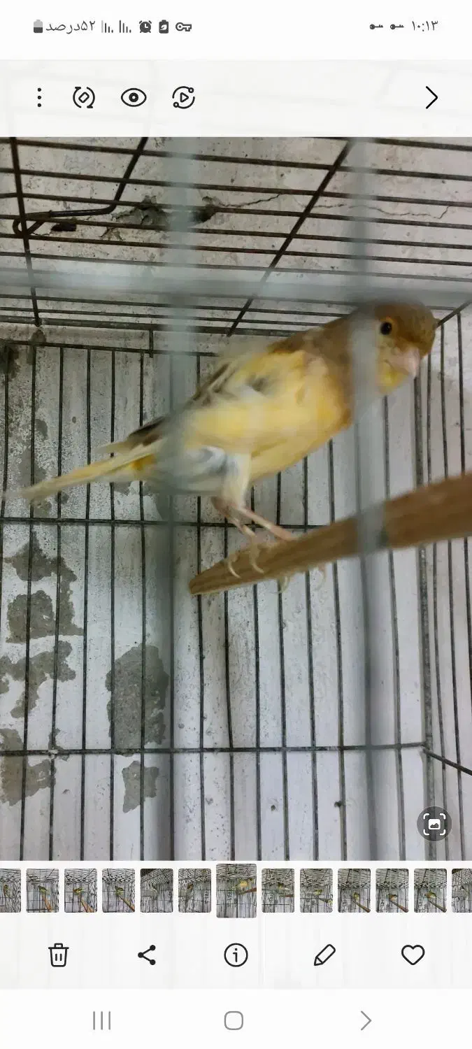 قناری ماده آماده دوعدد|پرنده|بندر انزلی, خوش پیک|دیوار