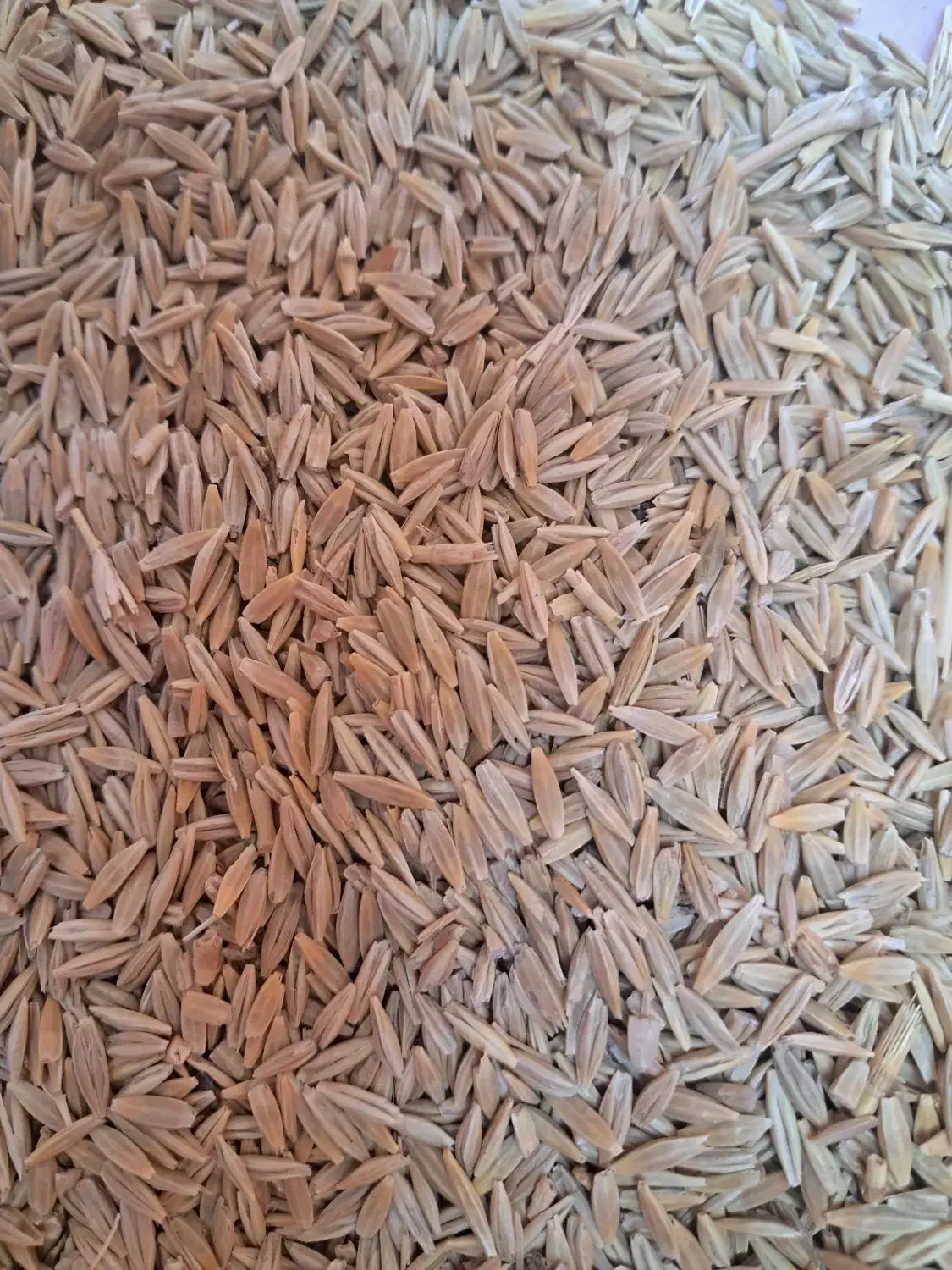 جودیم|خدمات باغبانی و درختکاری|کنگاور, |دیوار