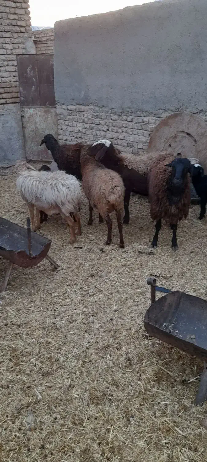 میش و بره جوان|حیوانات مزرعه|جوادآباد, |دیوار