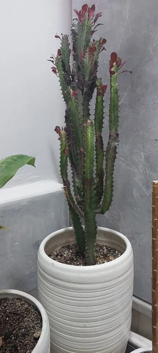 گل کاکتوس افوربیا به همراه گلدان بزرگ سرامیکی|گل و گیاه طبیعی|رشت, حمیدیان|دیوار