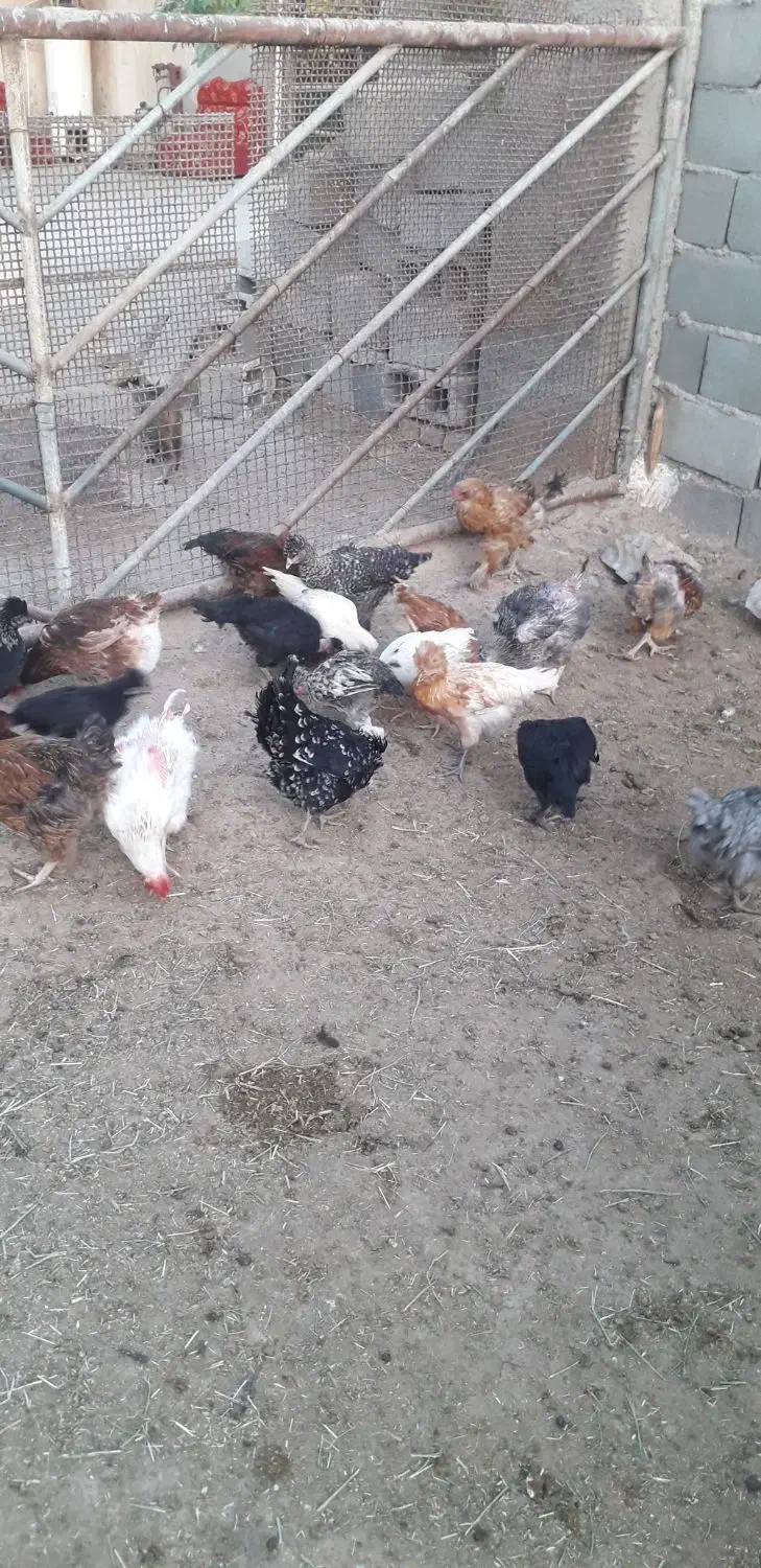 فروش جوجه کاکلی|حیوانات مزرعه|گرمسار, |دیوار