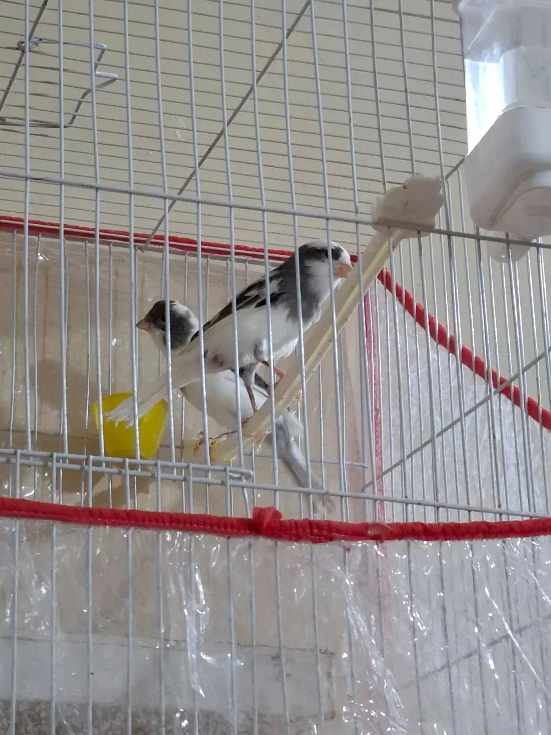 جفت قناری|پرنده|بیرجند, |دیوار