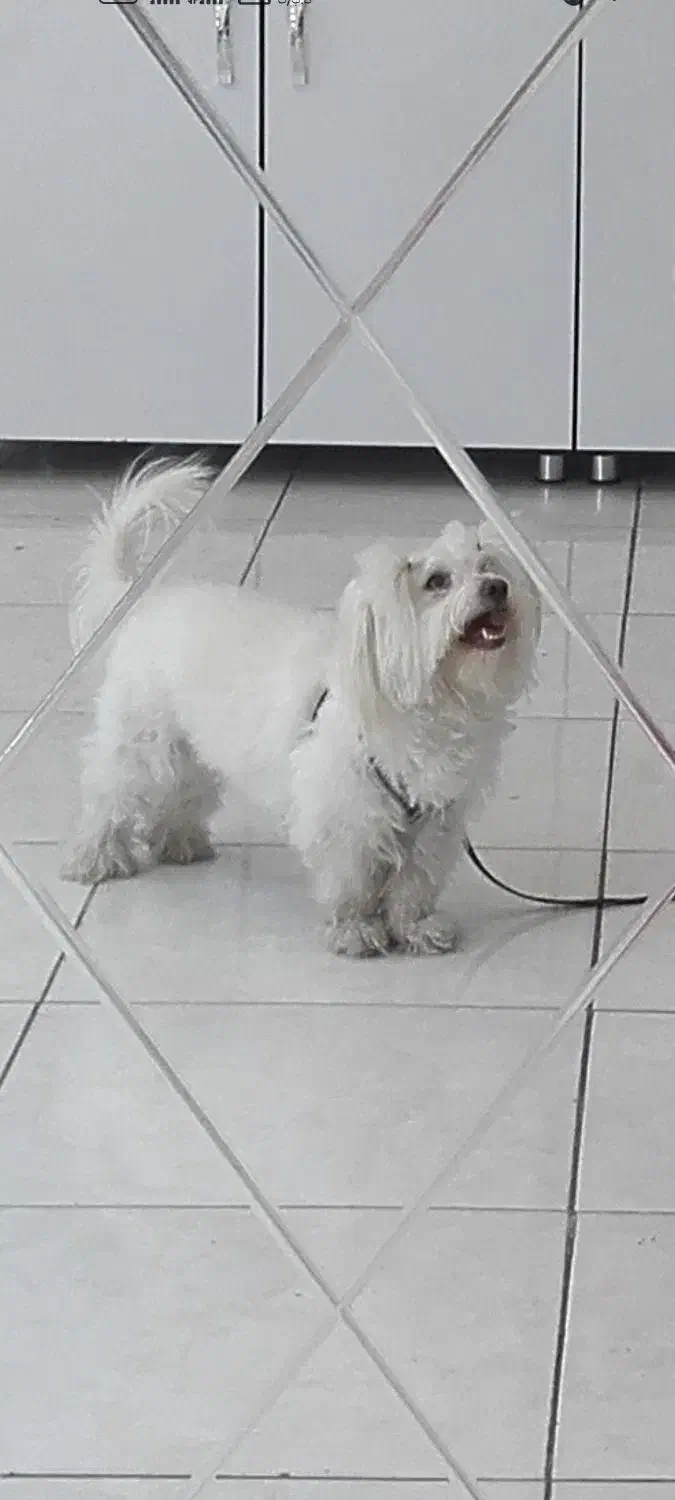 سگ گمشده نر.اسلامشهردرتاریخ1404/5/16.|حیوانات|اسلامشهر, شهرک قائمیه|دیوار