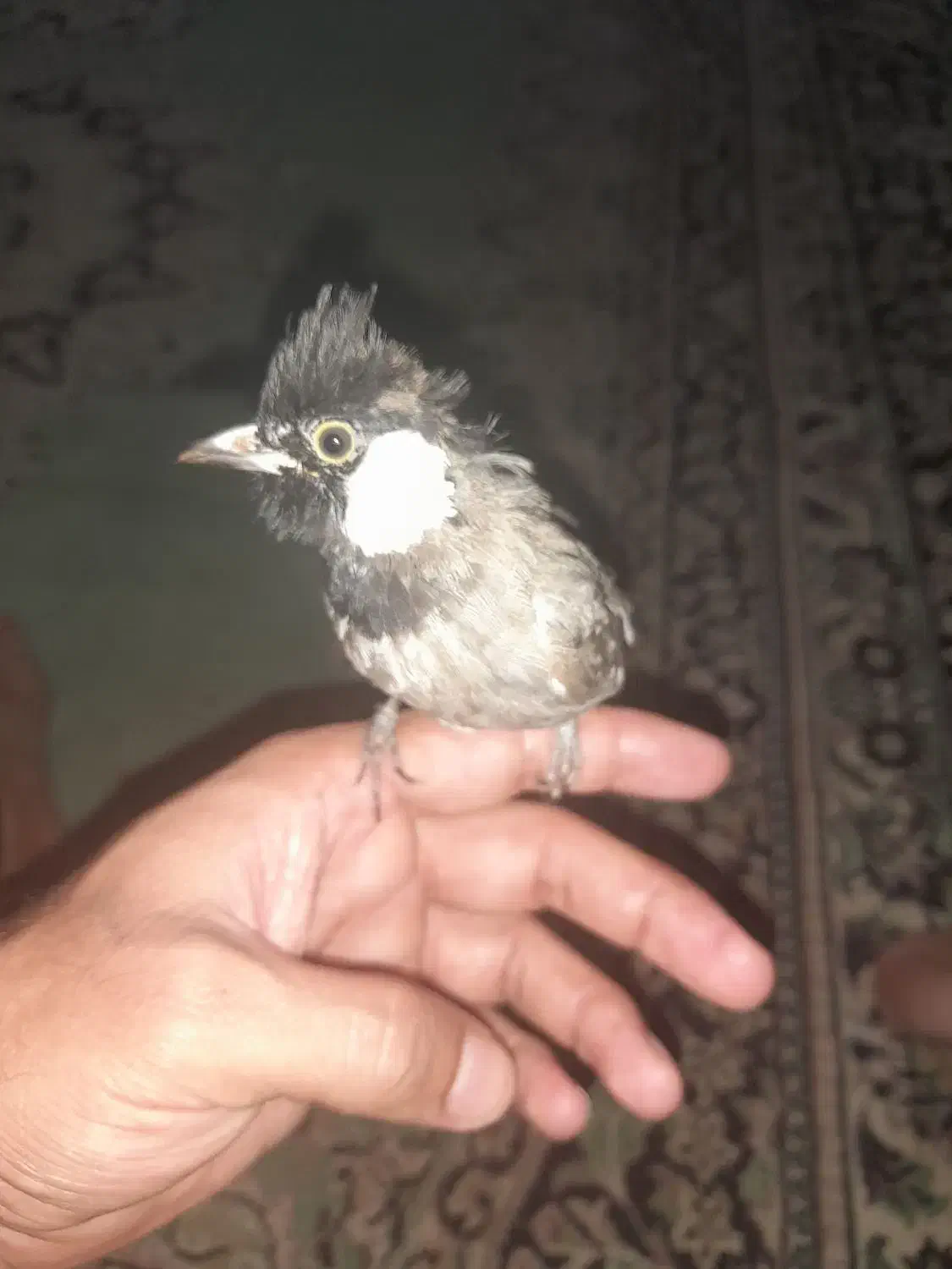 حیوانات|پرنده|کارون, |دیوار