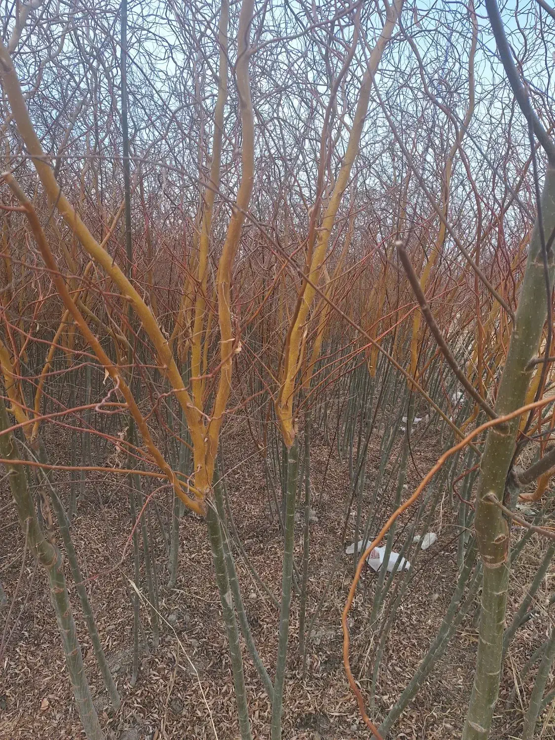 بید مجنون زرد فر سبز پیوندی|خدمات باغبانی و درختکاری|فلاورجان, |دیوار