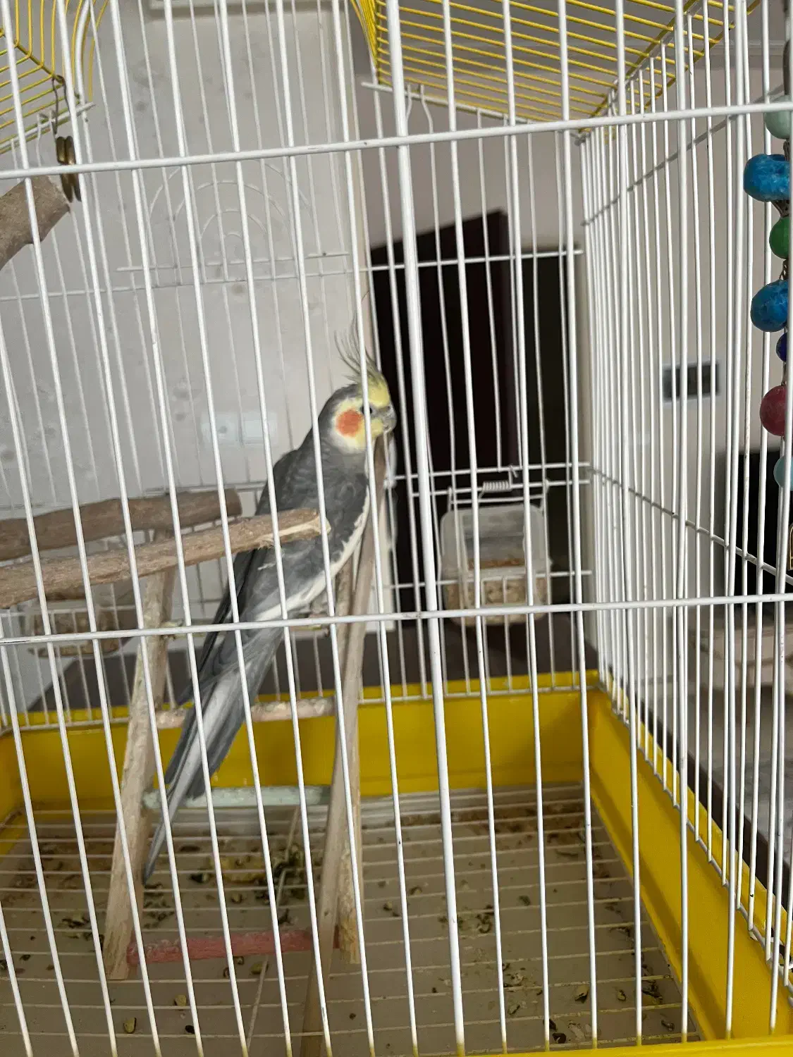 عروس هلندی|پرنده|قدس, شهرقدس|دیوار