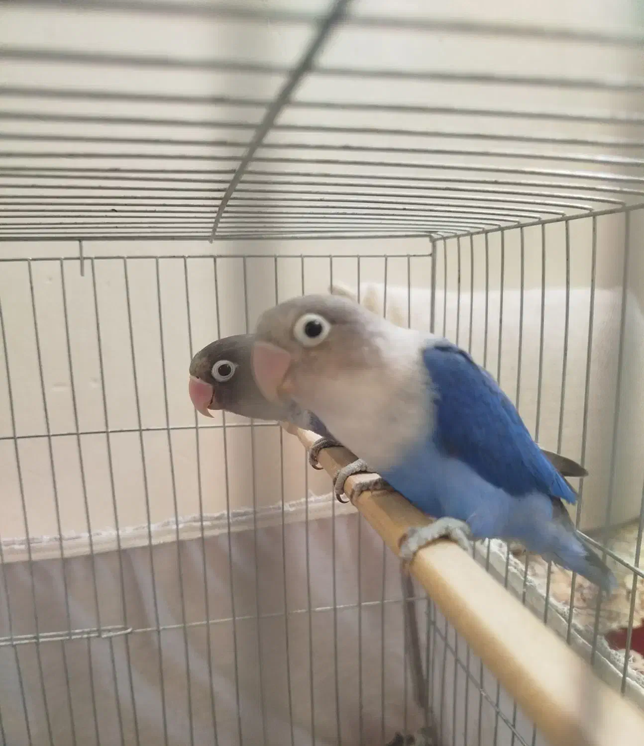 برزیلی نقابدار ویولت آبی (جفت)|پرنده|گلستان (تهران), |دیوار