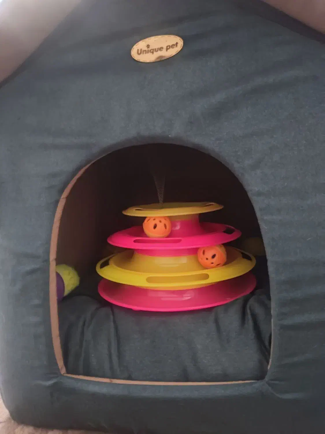 گربه اسکاتیش و بریتیش|گربه|شیراز, بالا کفت|دیوار