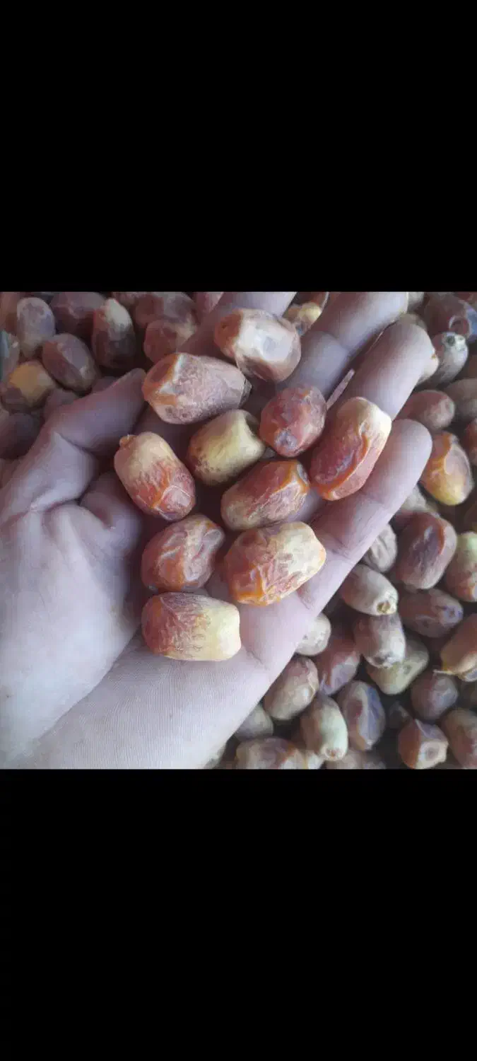 قصب گوشتی وتازه امسال|خوردنی و آشامیدنی|افزر, |دیوار