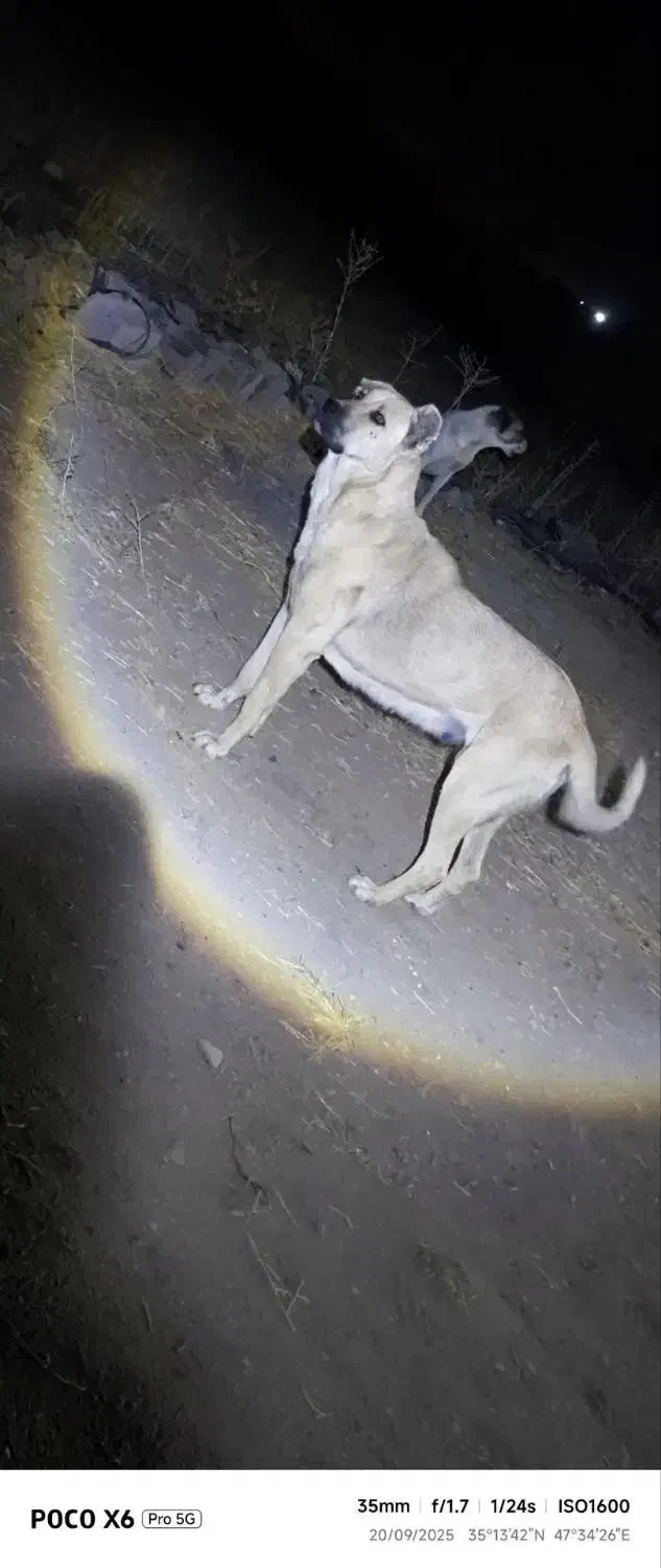 سگ دزدیده شده|حیوانات|قروه, |دیوار