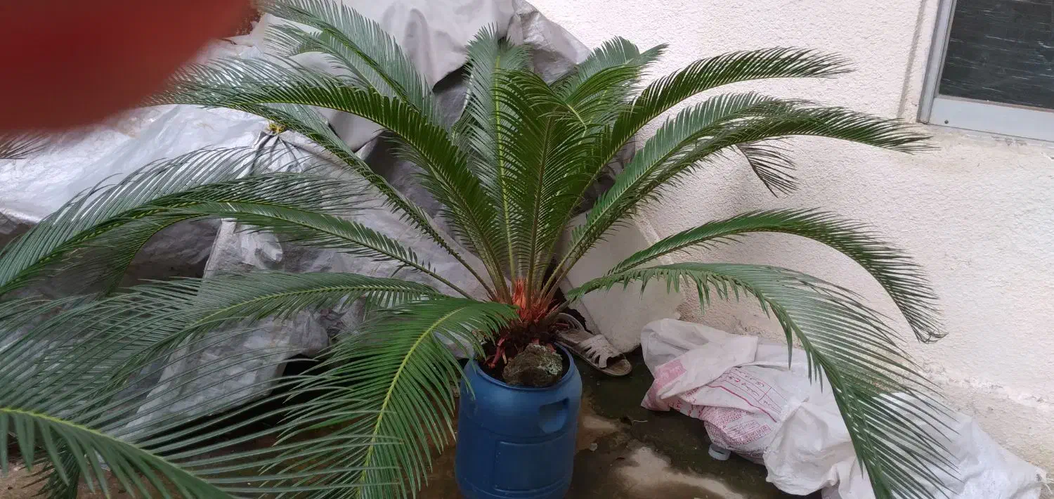 سیکاس بیش از ۱۰ سال|گل و گیاه طبیعی|بندر انزلی, تهران|دیوار