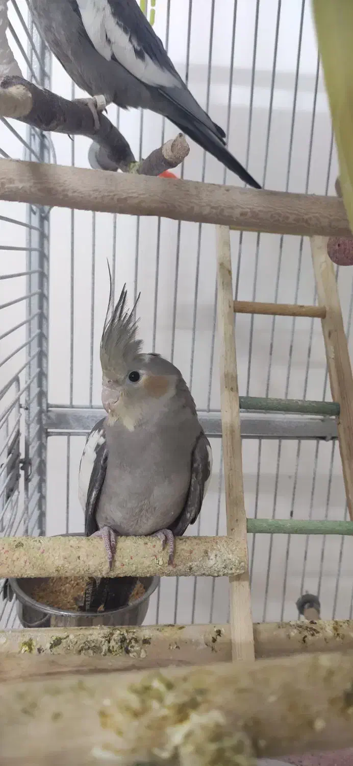 عروس هلندی سخنگو تا ده کلمه|پرنده|حمیدیا, |دیوار