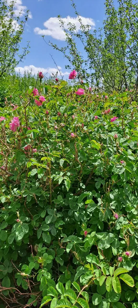 کار در منزل فقط گروهی اول بخونید بعدش پیام بدید|استخدام خدمات فروشگاه و رستوران|مشهد, کارمندان دوم|دیوار