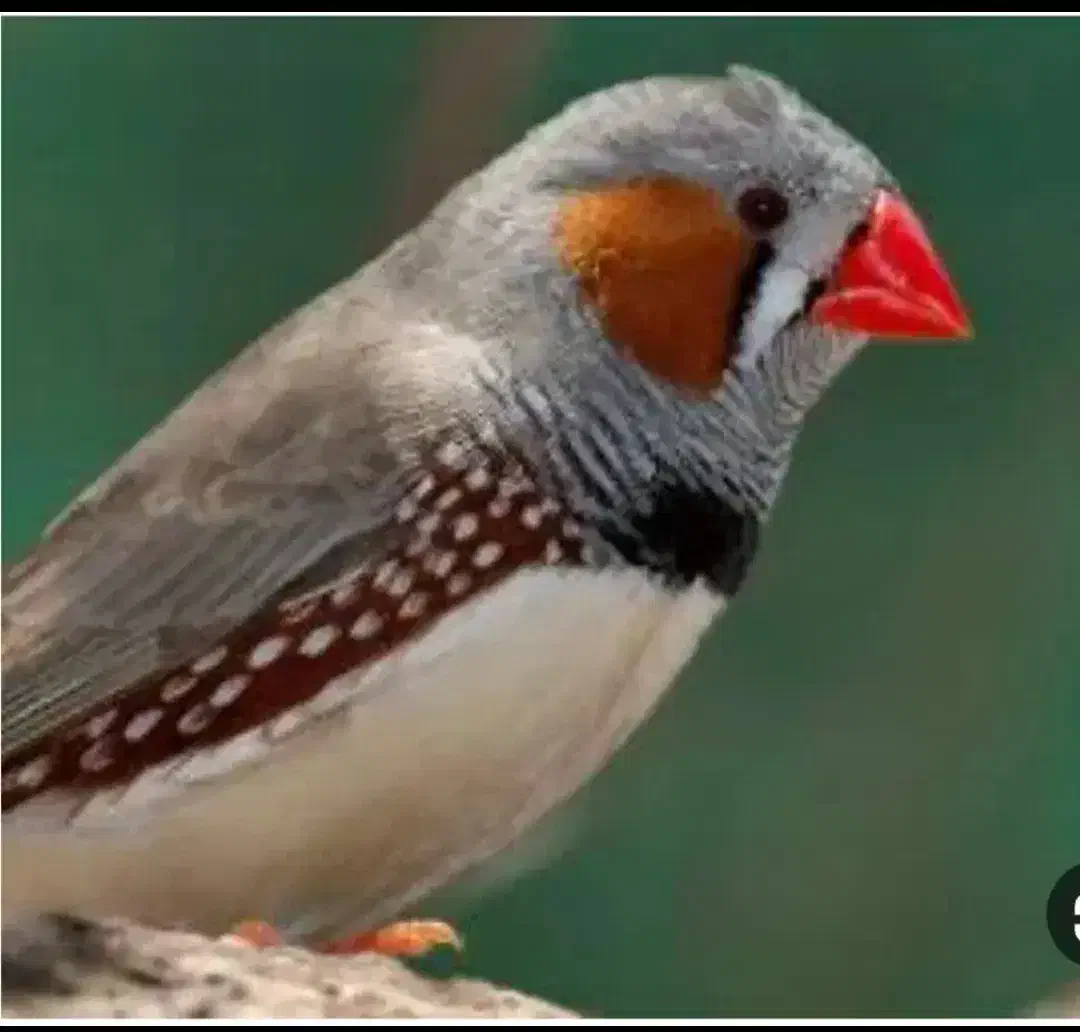 فروش سه عدد فنچ بالغ|پرنده|رشت, جماران|دیوار