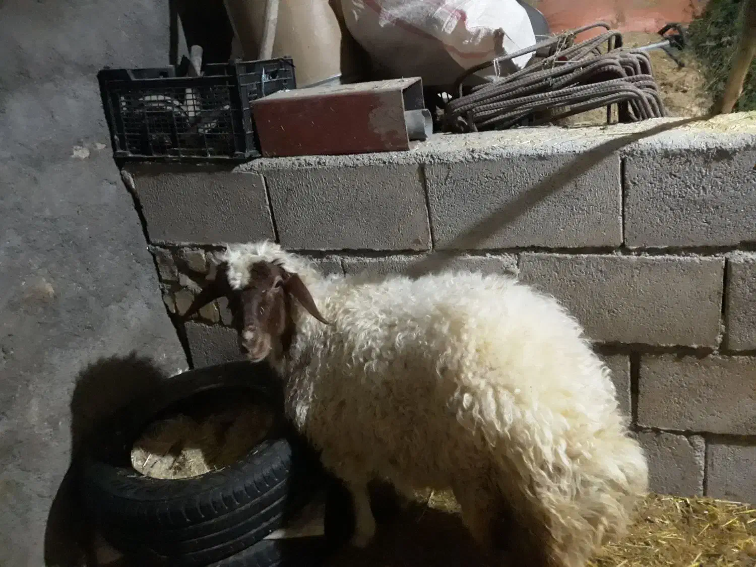 بره|حیوانات مزرعه|بیرانوند, |دیوار