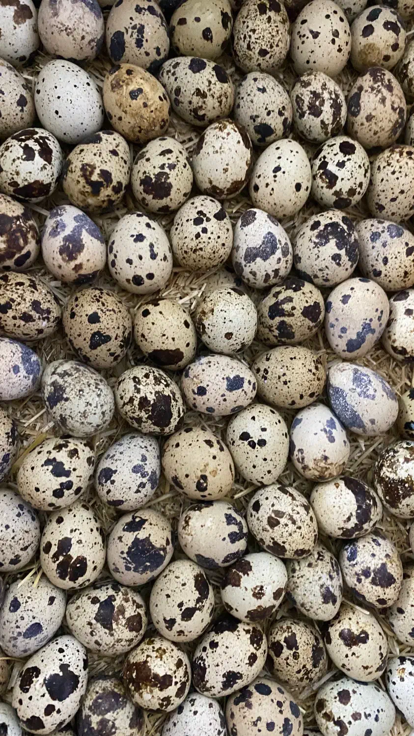 تخم نطفه دار بلدرچین با ضمانت هچ بالا|حیوانات مزرعه|مشهد, جانباز|دیوار