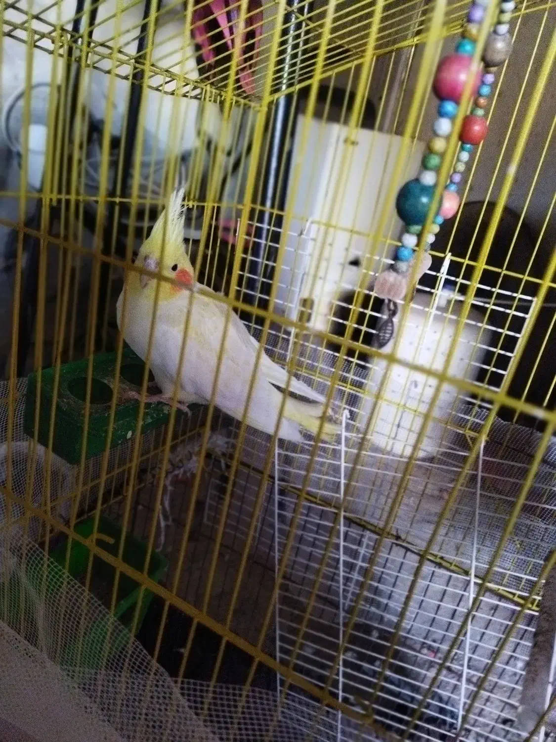 عروس هلندی|پرنده|قشلاق دشت, |دیوار