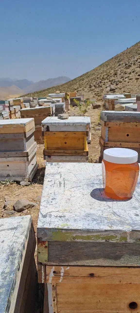 عسل|خوردنی و آشامیدنی|تهران, جیحون|دیوار