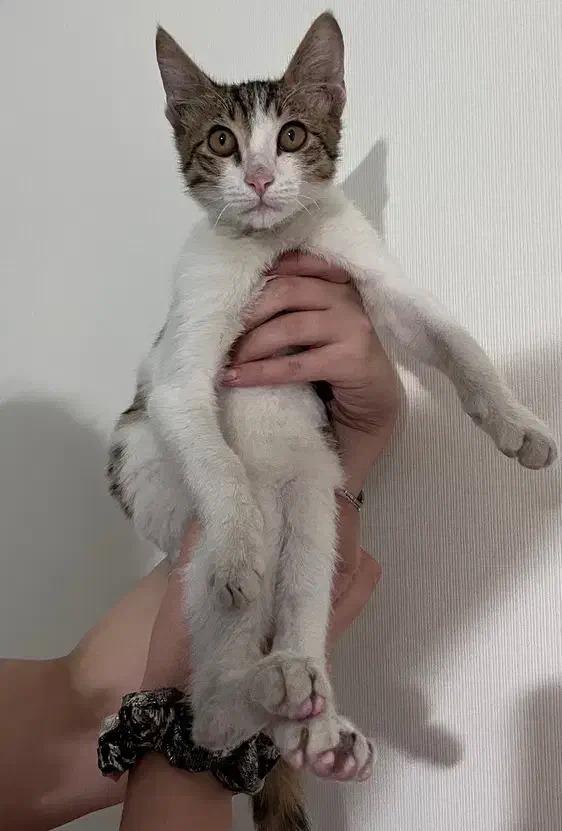 واگذاری سرپرستی گربه پسر|گربه|رشت, گلباغ نماز|دیوار