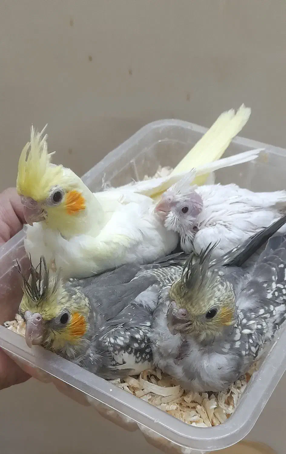 جوجه عروس هلندی|پرنده|مشهد, آزادشهر|دیوار