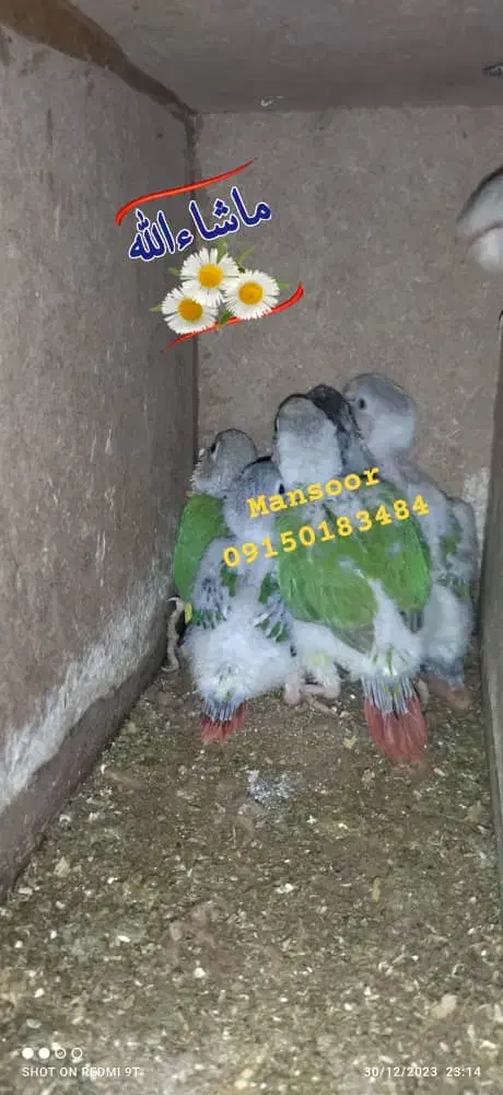 جوجه گرینچیک|پرنده|سراوان, |دیوار