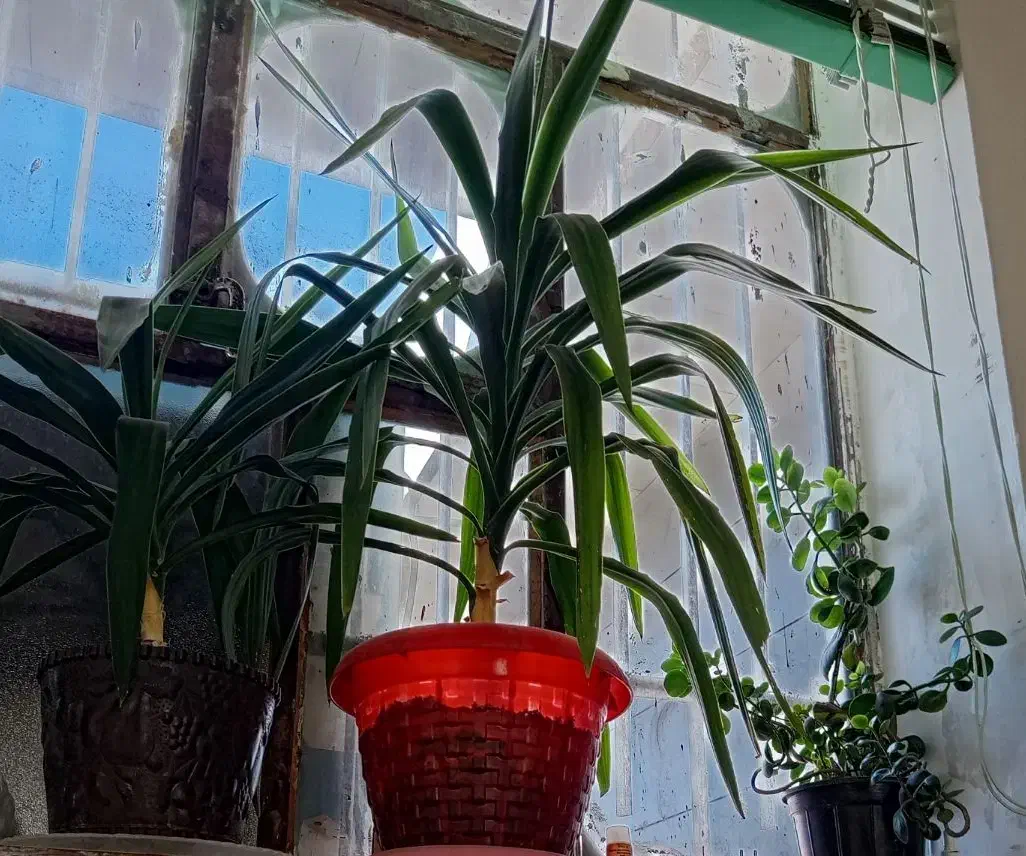 گل و گیاه|گل و گیاه طبیعی|فسا, |دیوار