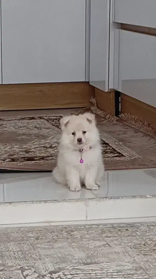 سگ پامر میکس|سگ|یاسوج, |دیوار