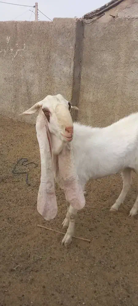 پازن..بز..کهره|حیوانات مزرعه|قیروکارزین, |دیوار