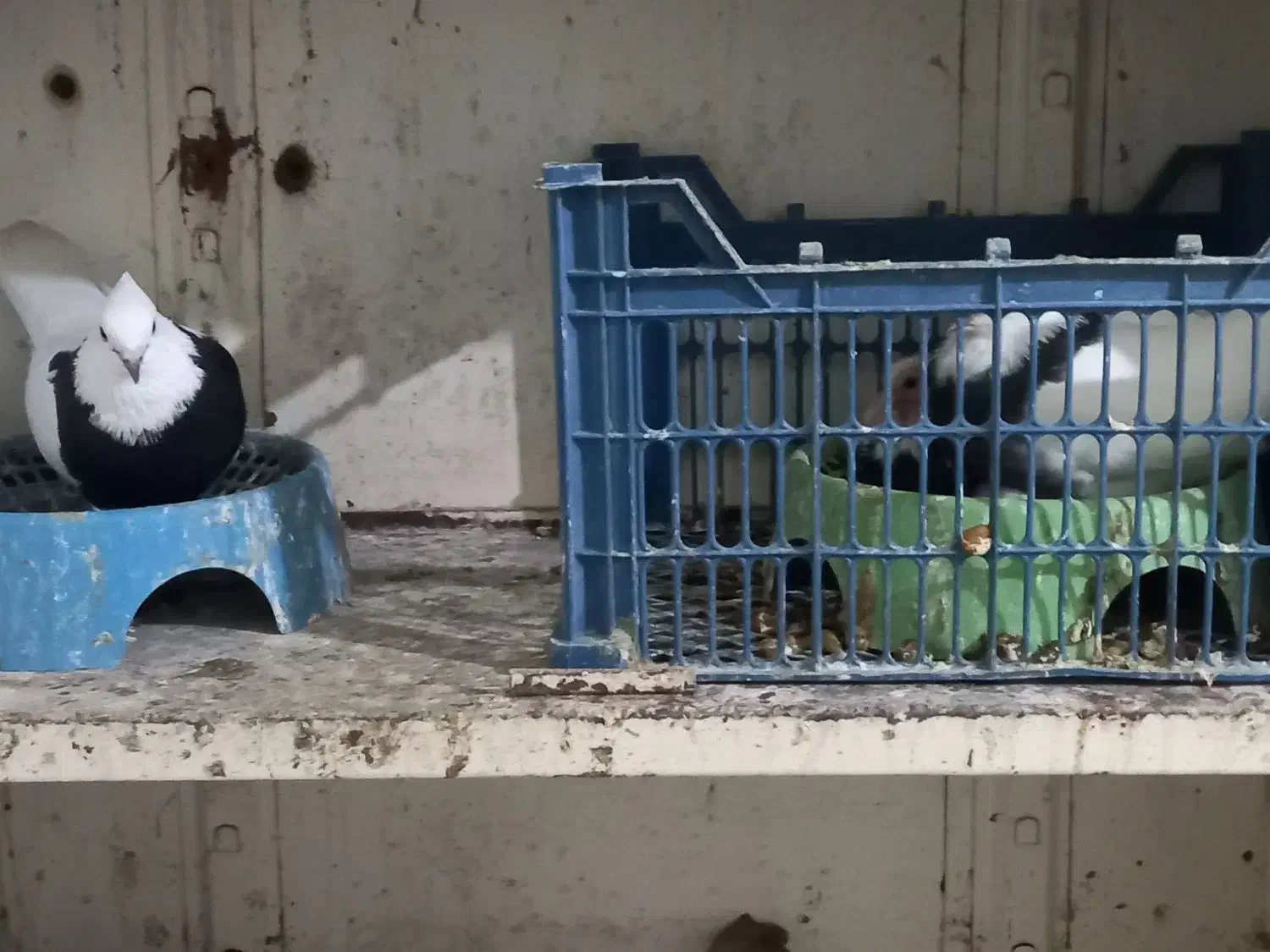 کبوتر طوقی|پرنده|عسلویه, |دیوار