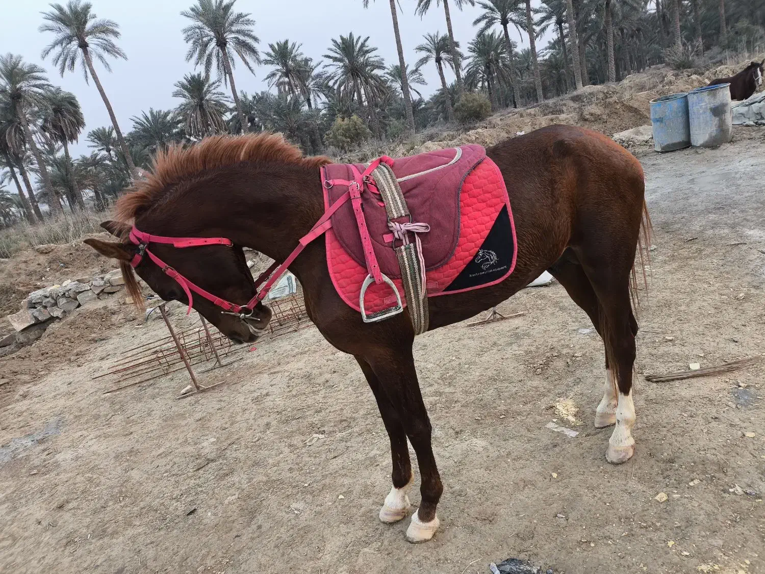 شادگان|اسب و تجهیزات اسب‌سواری|شادگان, |دیوار