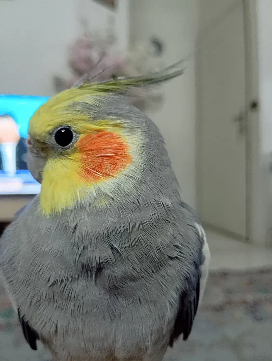 عروس نر سخن گو|پرنده|تهران, مشیریه|دیوار