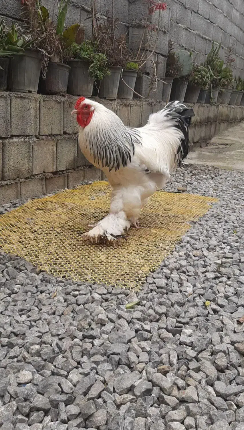 تخم برهما نطفه دار ضمانت دار|حیوانات مزرعه|آمل, |دیوار