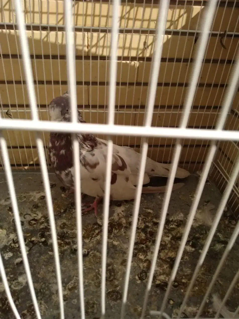 نر کاکلی سرو کله دار|پرنده|شاهرود, |دیوار