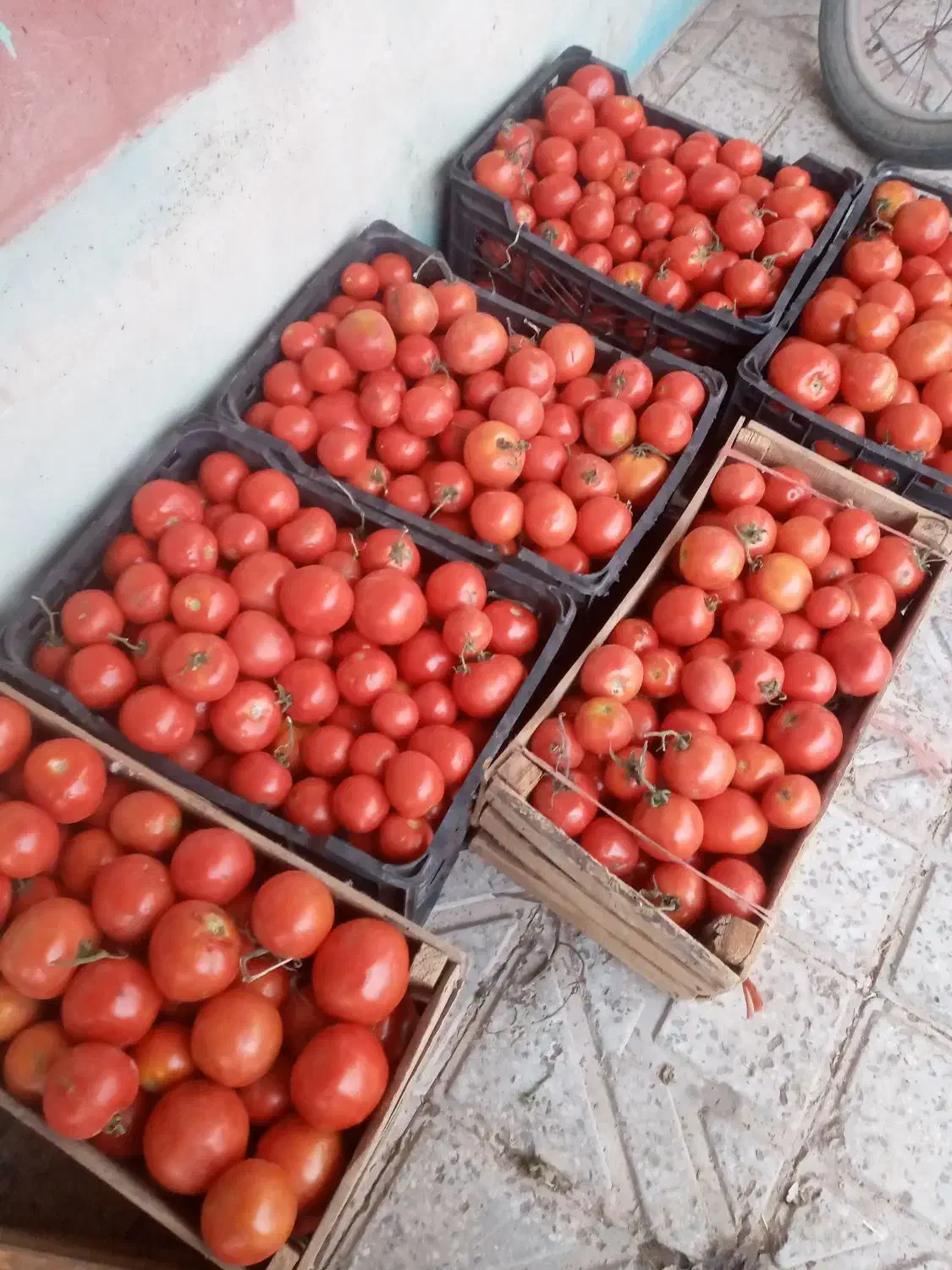 گوجه|خوردنی و آشامیدنی|تاکستان, |دیوار