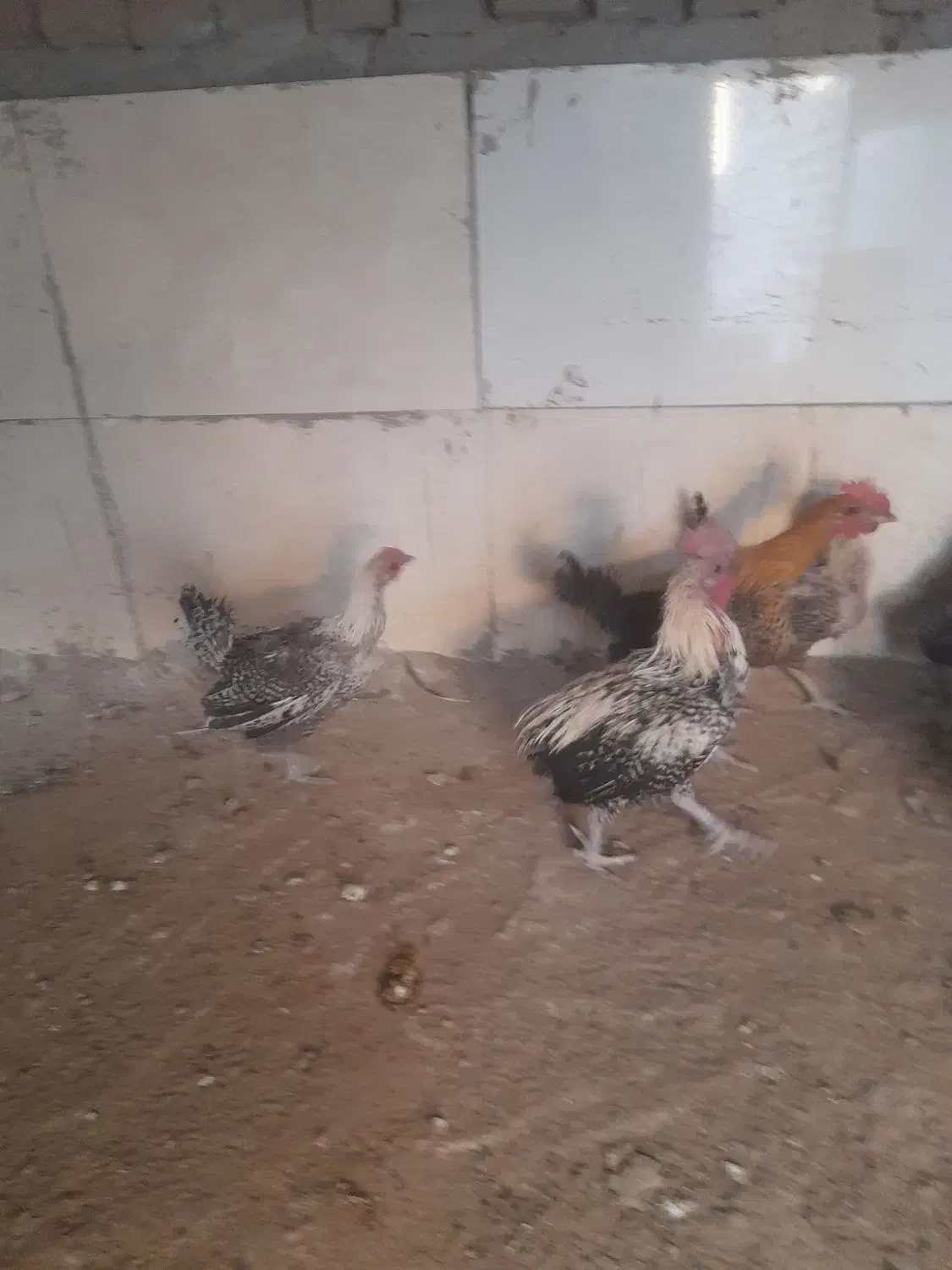 مرغ وخروس براکل|حیوانات مزرعه|بیرجند, |دیوار