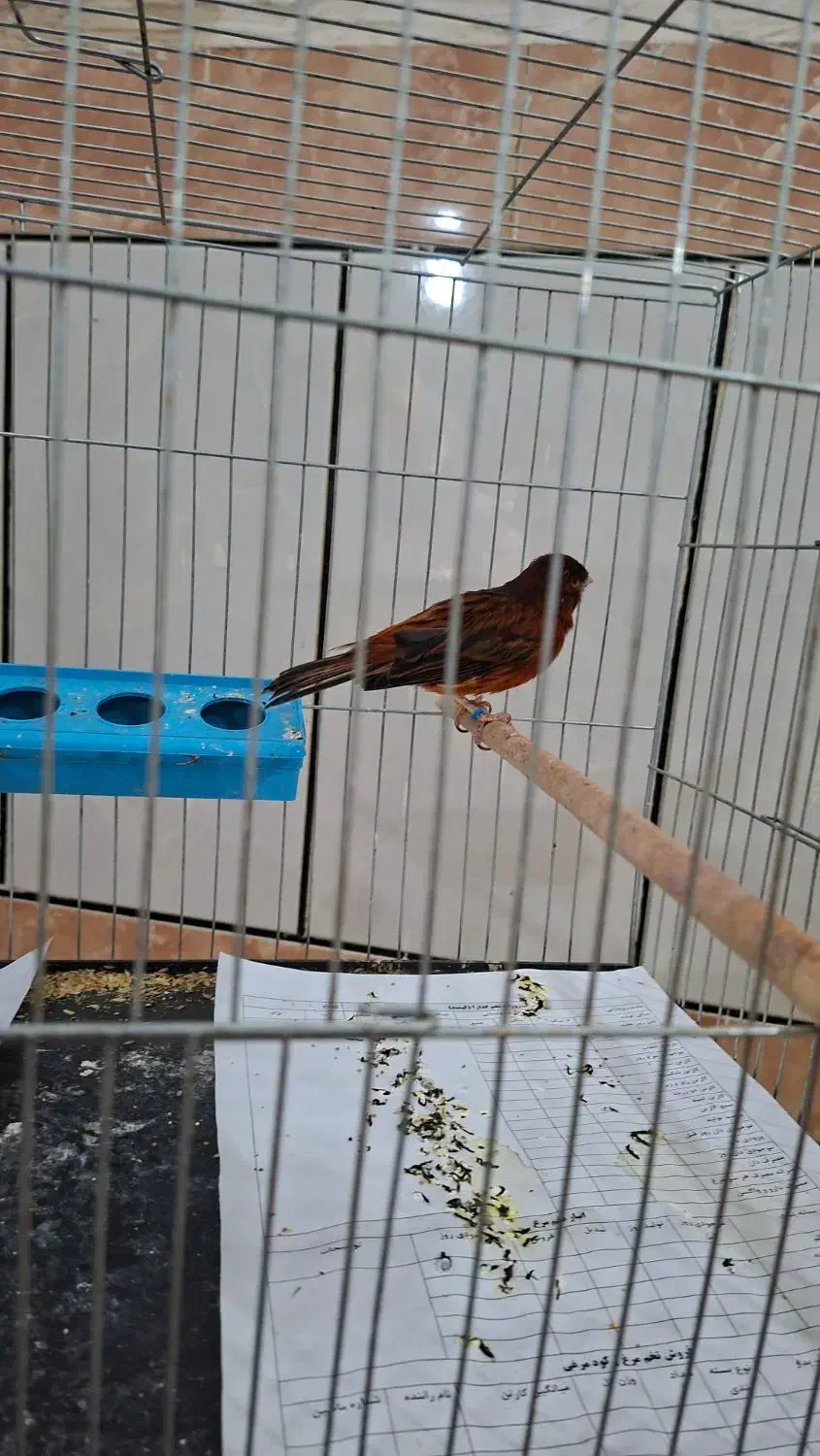 فروش قناری اورجینال .|پرنده|بندر ماهشهر, |دیوار