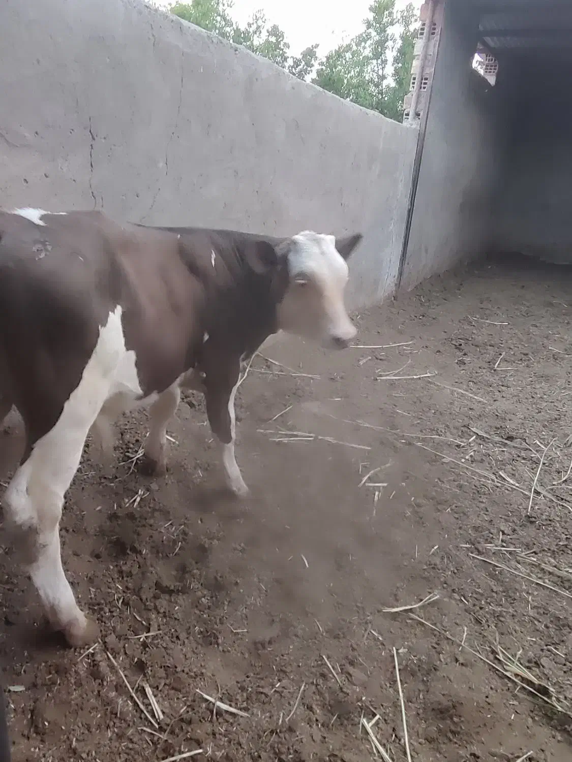 گوساله سیمینتال|حیوانات مزرعه|جلگه ماژان, |دیوار