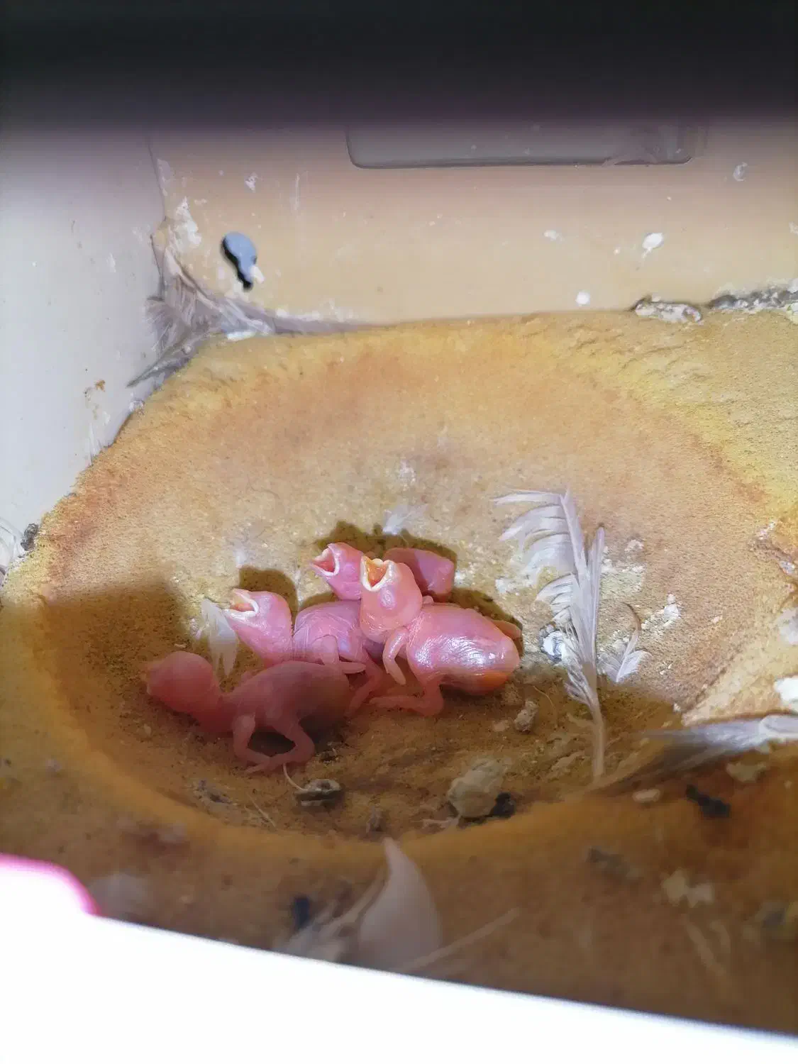 فنچ نرگسی شکلاتی فنچ جاوا در اندیشه|پرنده|تهران, چیتگر جنوبی|دیوار