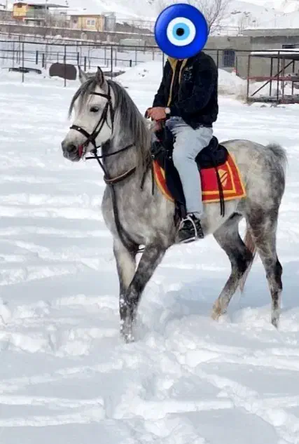 نریان عرب یسر|اسب و تجهیزات اسب‌سواری|ارومیه, |دیوار