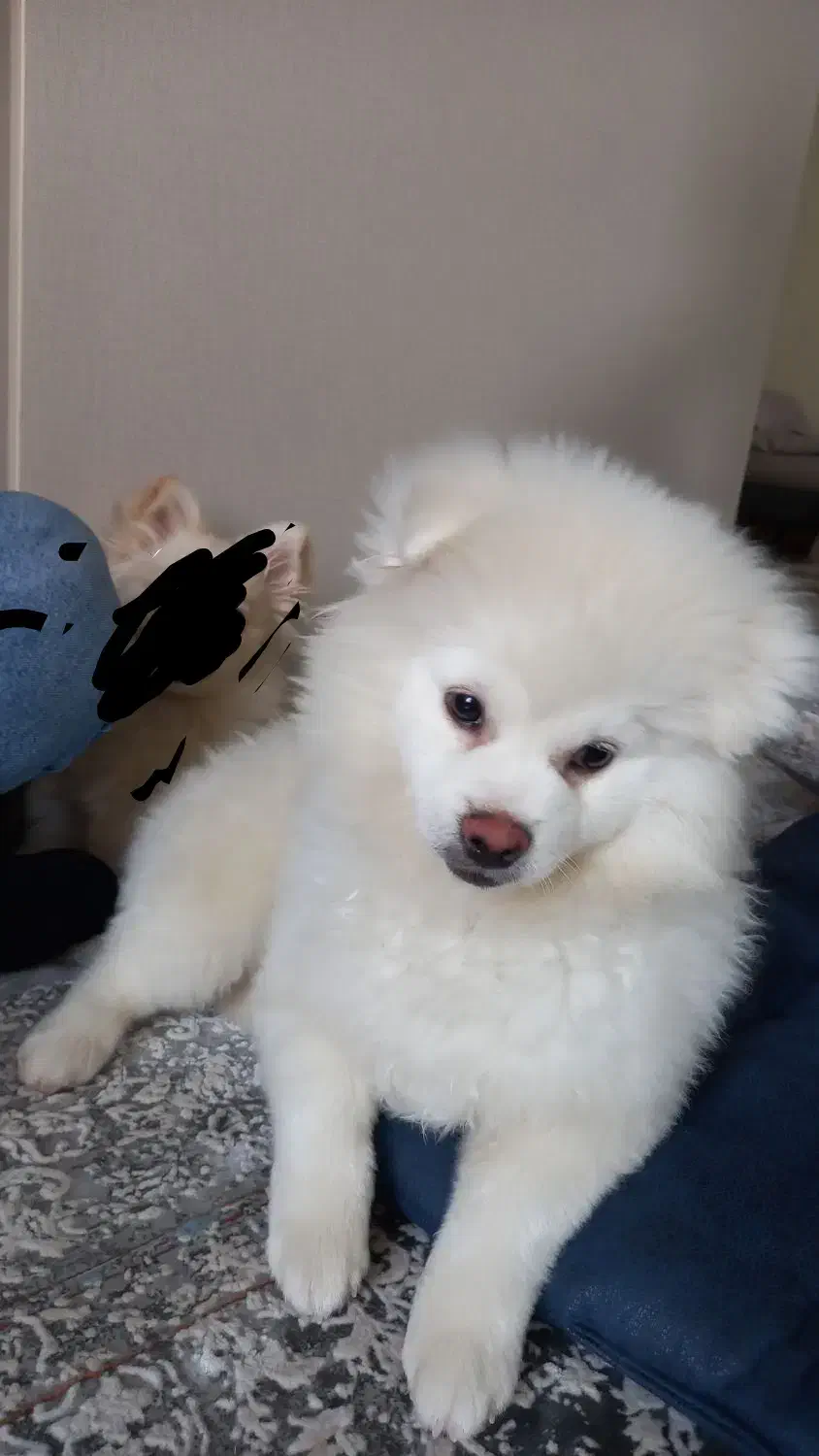 سگ پامرین|سگ|خرم‌آباد, |دیوار