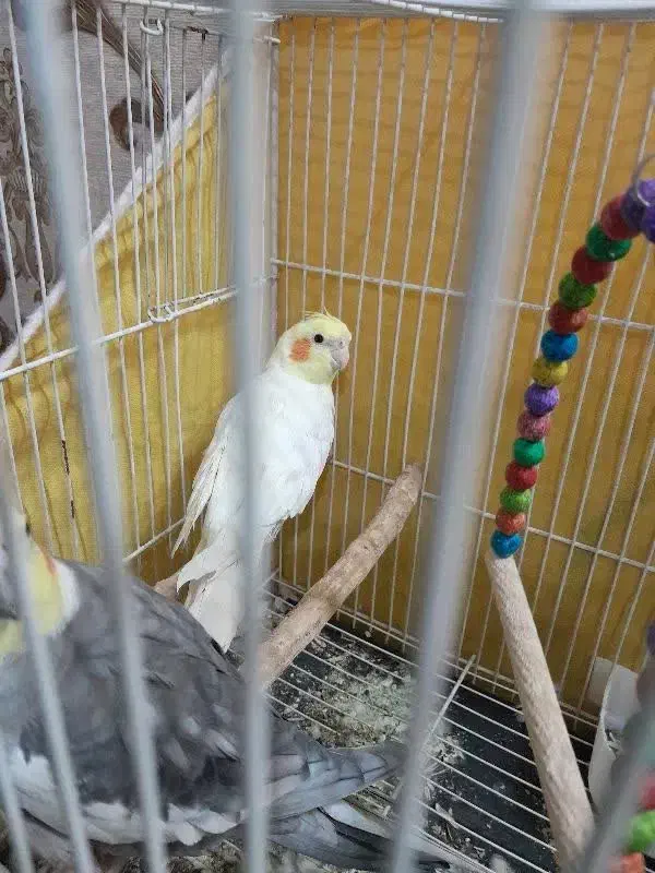 پرنده|پرنده|مشهد, طلاب|دیوار