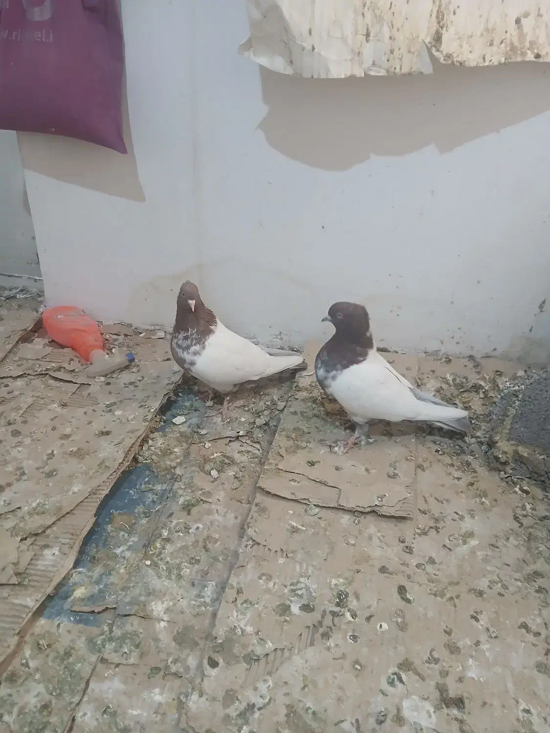 کفتر کله دارخوب|پرنده|شاهدشهر, |دیوار