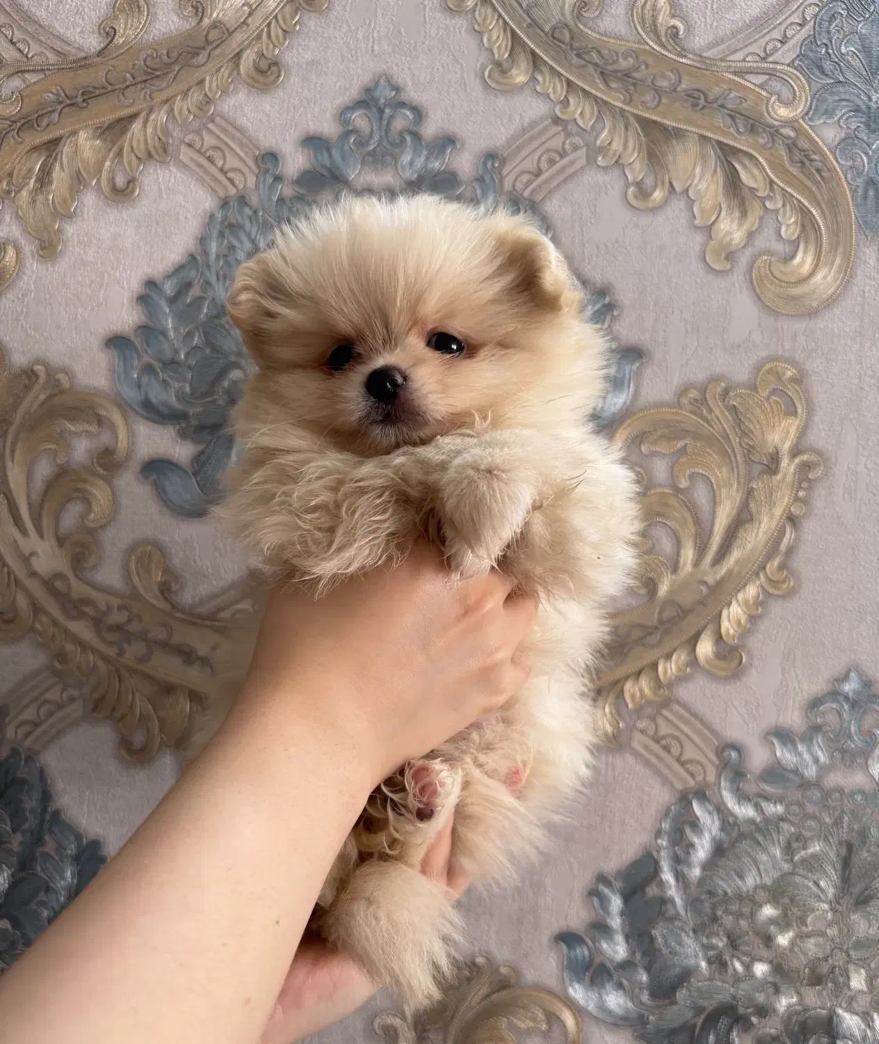 پامرین دختر سگ|سگ|اصفهان, ملک‌شهر|دیوار