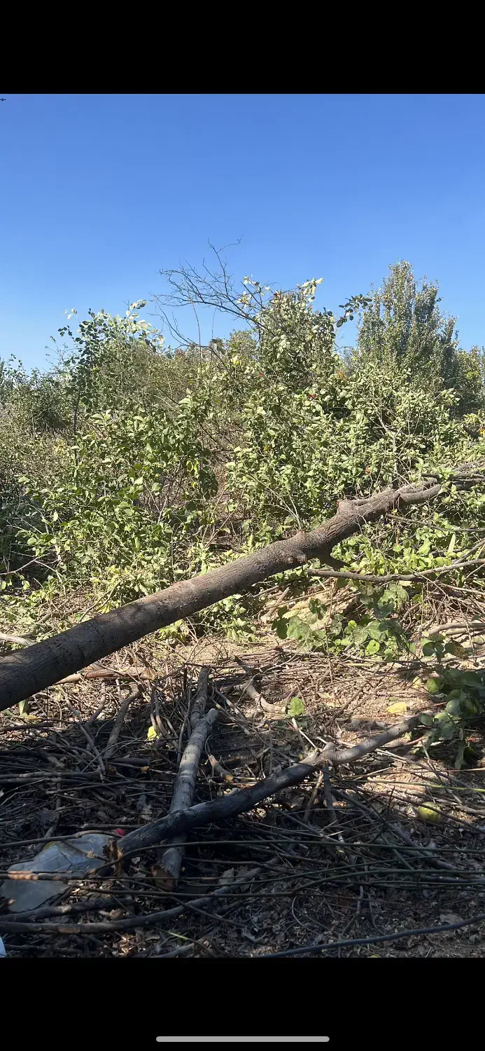 خریددرختان خشک|خدمات باغبانی و درختکاری|تبریز, |دیوار