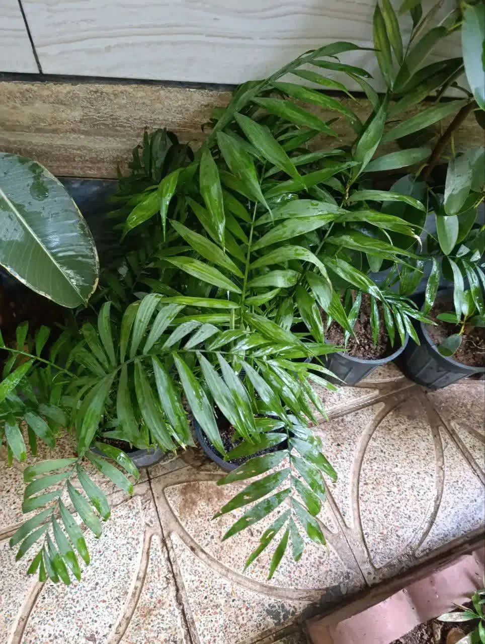 گل طبیعی|گل و گیاه طبیعی|شهرکرد, |دیوار