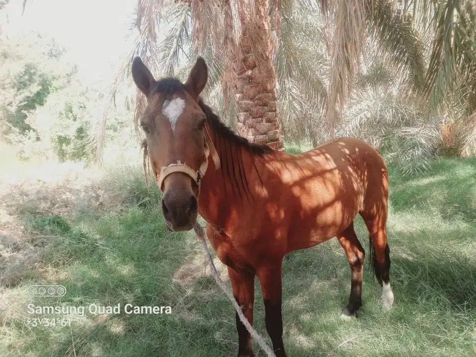سلام به خدمت دوستان عزیز اسب نریون|اسب و تجهیزات اسب‌سواری|فهرج, |دیوار